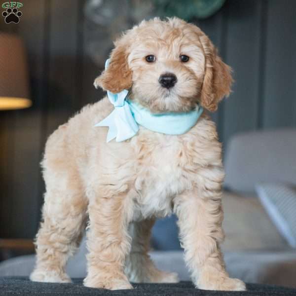 Mia, Golden Mountain Doodle Puppy